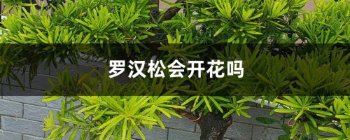 罗汉松会开花吗