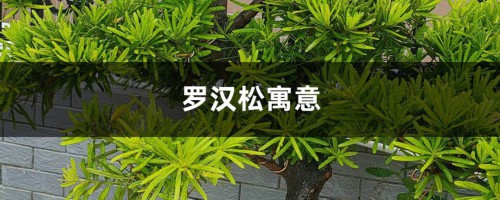 罗汉松寓意