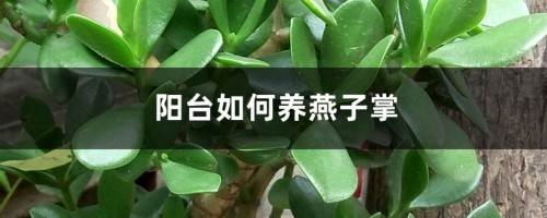 阳台如何养燕子掌，需要注意什么