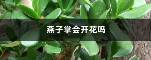 燕子掌会开花吗