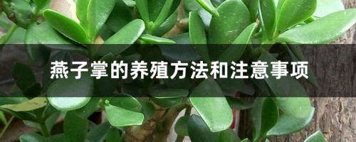 燕子掌的养殖方法和注意事项